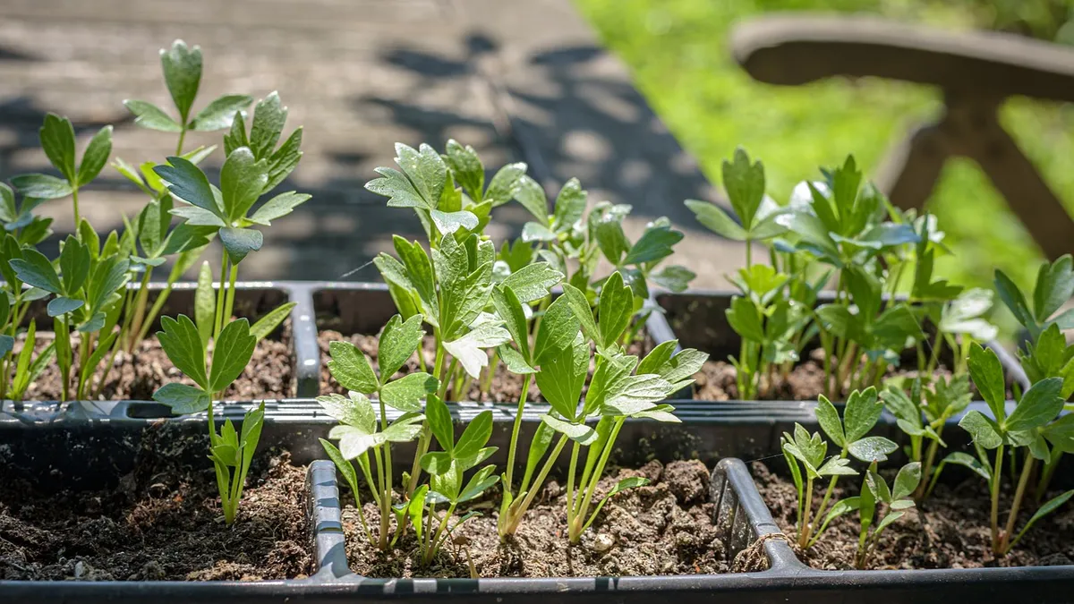 lovage, maggi herb, young plants, cultivate, culinary herbs, healthy, meal, aroma, herbal plant, green, taste, fresh, food, lovage, lovage, lovage, lovage, lova