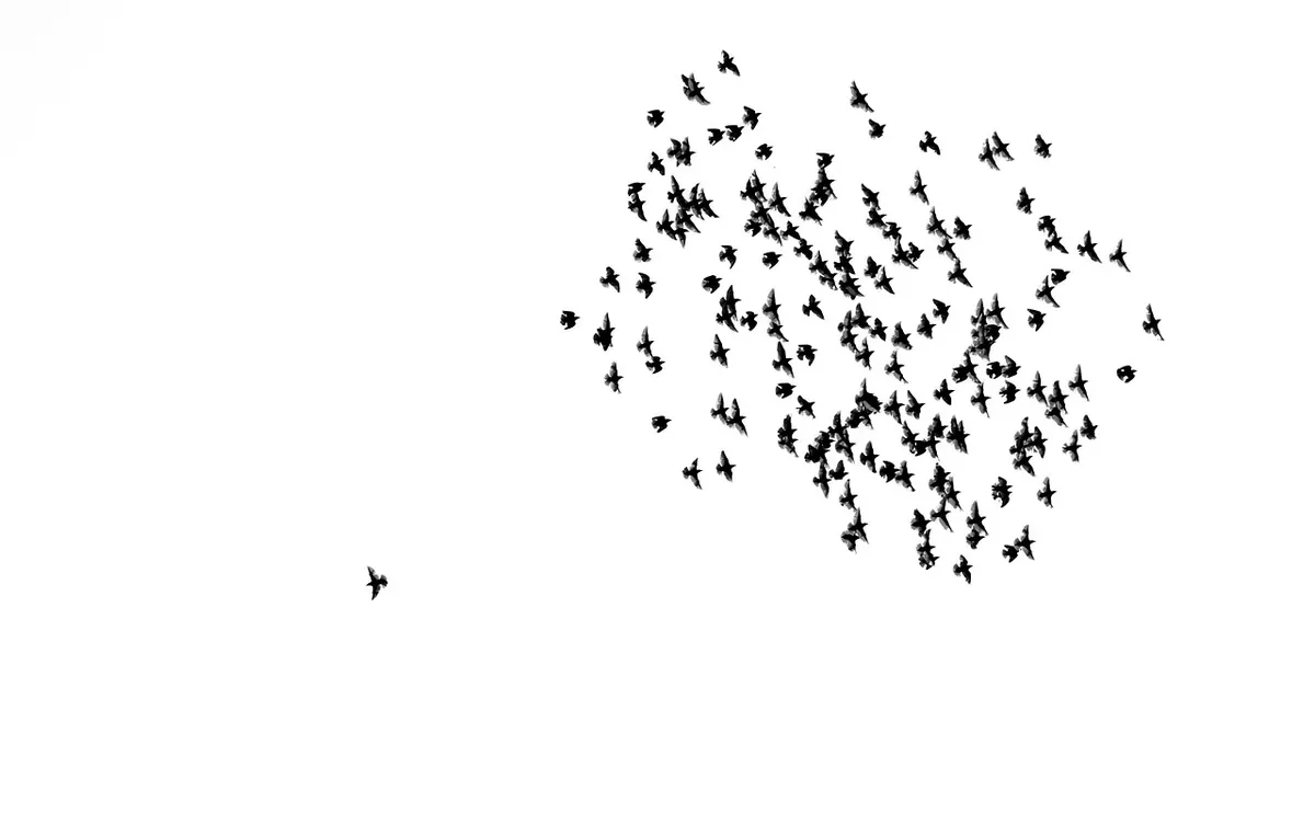 鳥, クラウド, 鳥の群れ, 天国, 独自, 群れの中での孤独, マーベリック, 自営業, アンデルス, 逆流, 創造, 個性, 個人, 反
